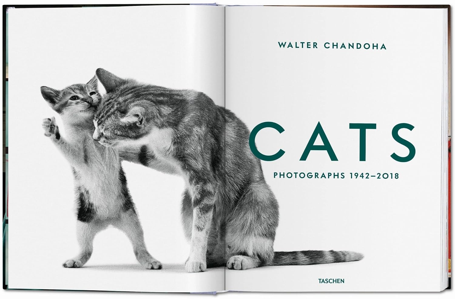 cute cat photography
