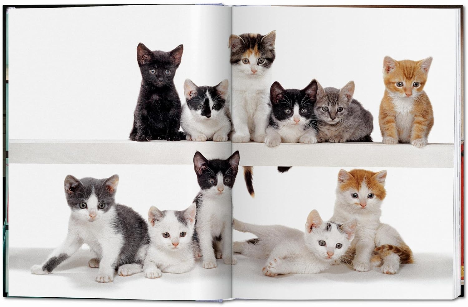 cute cat photography