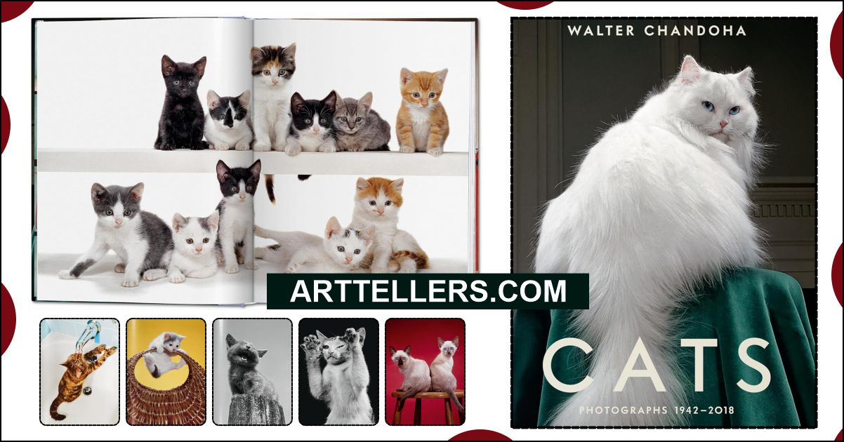 cute cat photography
