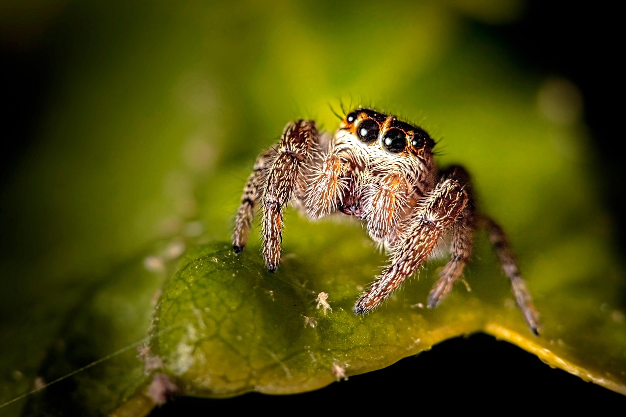 spider photography