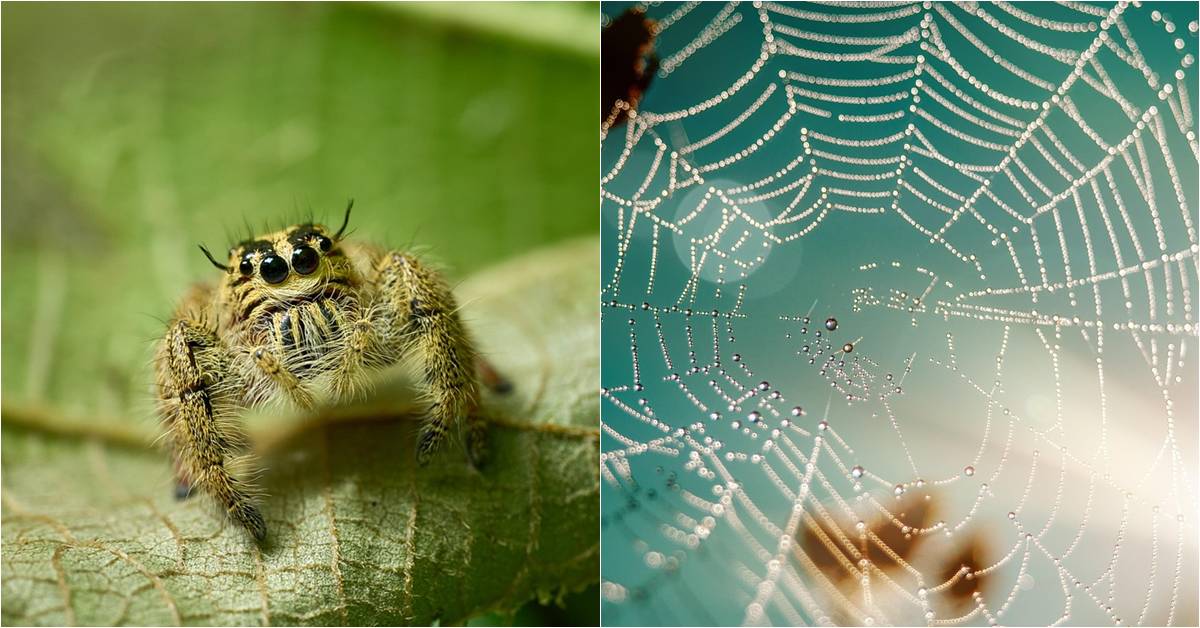 spider photography