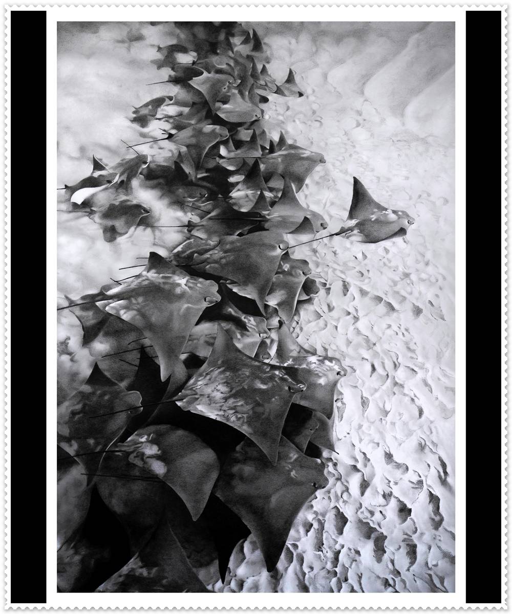 Tom Middleton wildlife artist